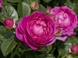 MOTTISFONT (hybrid tea)